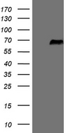 SRPK3 / MSSK1 Antibody - HEK293T cells were transfected with the pCMV6-ENTRY control. (Left lane) or pCMV6-ENTRY SRPK3. (Right lane) cDNA for 48 hrs and lysed. Equivalent amounts of cell lysates. (5 ug per lane) were separated by SDS-PAGE and immunoblotted with anti-SRPK3. (1:2000)