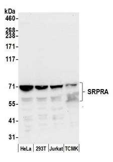 SRPR Antibody - Detection of human and mouse SRPRA by western blot. Samples: Whole cell lysate (50 µg) from HeLa, HEK293T, Jurkat, and mouse NIH 3T3 cells prepared using NETN lysis buffer. Antibody: Affinity purified rabbit anti-SRPRA antibody used for WB at 0.1 µg/ml. Detection: Chemiluminescence with an exposure time of 10 seconds.