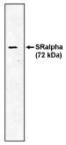 SRPR Antibody - Western blot of SR antibody at 1 ug/ml on canine microsomal protein.