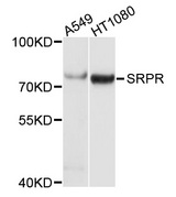 SRPR Antibody - Western blot analysis of extracts of various cells.