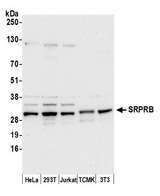 SRPRB Antibody - Detection of human and mouse SRPRB by western blot. Samples: Whole cell lysate (50 µg) from HeLa, HEK293T, Jurkat, mouse TCMK-1, and mouse NIH 3T3 cells prepared using NETN lysis buffer. Antibody: Affinity purified rabbit anti-SRPRB antibody used for WB at 0.1 µg/ml. Detection: Chemiluminescence with an exposure time of 10 seconds.