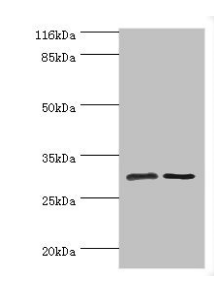 SRPRB Antibody - Western blot All lanes: SRPRB antibody at 2µg/ml Lane 1: HepG2 whole cell lysate Lane 2: Hela whole cell lysate Secondary Goat polyclonal to rabbit IgG at 1/10000 dilution Predicted band size: 30 kDa Observed band size: 30 kDa