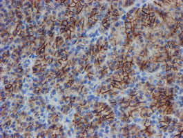 SRPRB Antibody - IHC of paraffin-embedded Human pancreas tissue using anti-SRPRB mouse monoclonal antibody.