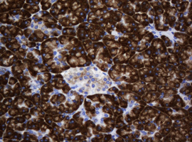 SRPRB Antibody - IHC of paraffin-embedded Human pancreas tissue using anti-SRPRB mouse monoclonal antibody. (Heat-induced epitope retrieval by 10mM citric buffer, pH6.0, 120°C for 3min).