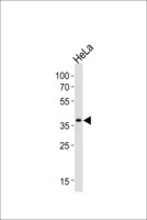 SRPX Antibody - Western blot of lysate from HeLa cell line, using SRPX Antibody. Antibody was diluted at 1:1000 at each lane. A goat anti-rabbit IgG H&L (HRP) at 1:5000 dilution was used as the secondary antibody. Lysate at 35ug per lane.