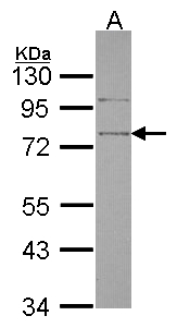 SRPX Antibody - Sample (30 ug of whole cell lysate). A: Hela. 10% SDS PAGE. SRPX antibody diluted at 1:1000.