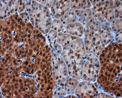 SRR / Serine Racemase Antibody - IHC of paraffin-embedded pancreas tissue using anti-SRR mouse monoclonal antibody. (Dilution 1:50).