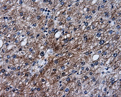 SRR / Serine Racemase Antibody - IHC of paraffin-embedded liver tissue using anti-SRR mouse monoclonal antibody. (Dilution 1:50).
