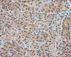 SRR / Serine Racemase Antibody - Immunohistochemical staining of paraffin-embedded pancreas tissue using anti-SRR mouse monoclonal antibody. (Dilution 1:50).