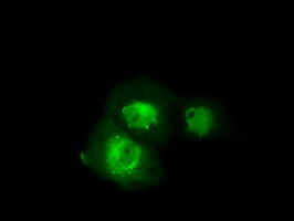 SRR / Serine Racemase Antibody - Anti-SRR mouse monoclonal antibody  immunofluorescent staining of COS7 cells transiently transfected by pCMV6-ENTRY SRR.