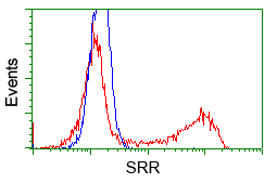 SRR / Serine Racemase Antibody - HEK293T cells transfected with either pCMV6-ENTRY SRR (Red) or empty vector control plasmid (Blue) were immunostained with anti-SRR mouse monoclonal, and then analyzed by flow cytometry.