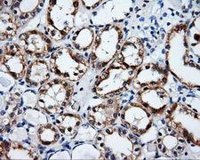 SRR / Serine Racemase Antibody - IHC of paraffin-embedded Kidney tissue using anti-SRR mouse monoclonal antibody. (Dilution 1:50).