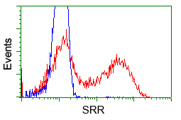 SRR / Serine Racemase Antibody - HEK293T cells transfected with either pCMV6-ENTRY SRR (Red) or empty vector control plasmid (Blue) were immunostained with anti-SRR mouse monoclonal, and then analyzed by flow cytometry.