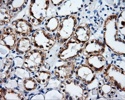 SRR / Serine Racemase Antibody - IHC of paraffin-embedded Kidney tissue using anti-SRR mouse monoclonal antibody. (Dilution 1:50).