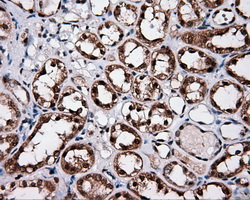 SRR / Serine Racemase Antibody - Immunohistochemical staining of paraffin-embedded Kidney tissue using anti-SRR mouse monoclonal antibody. (Dilution 1:50).