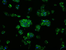 SRR / Serine Racemase Antibody - Immunofluorescent staining of HepG2 cells using anti-SRR mouse monoclonal antibody.