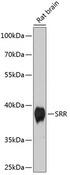 SRR / Serine Racemase Antibody - Western blot analysis of extracts of rat brain using SRR Polyclonal Antibody at dilution of 1:1000.