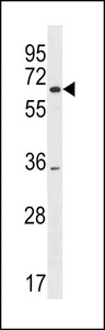 SRRM3 Antibody - SRRM3 Antibody western blot of mouse testis tissue lysates (35 ug/lane). The SRRM3 antibody detected the SRRM3 protein (arrow).