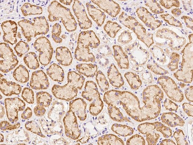 SRRM4 Antibody - Immunochemical staining of human SRRM4 in human kidney with rabbit polyclonal antibody at 1:100 dilution, formalin-fixed paraffin embedded sections.
