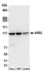 SRRT / ARS2 Antibody - Detection of human and mouse ARS2 by western blot. Samples: Whole cell lysate (50 µg) from HeLa, HEK293T, and mouse NIH 3T3 cells prepared using NETN lysis buffer. Antibody: Affinity purified rabbit anti-ARS2 antibody used for WB at 0.1 µg/ml. Detection: Chemiluminescence with an exposure time of 3 seconds.