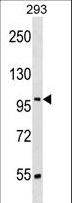 SRRT / ARS2 Antibody - SRRT Antibody western blot of 293 cell line lysates (35 ug/lane). The SRRT antibody detected the SRRT protein (arrow).