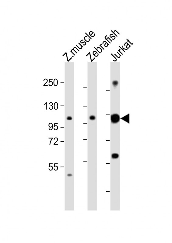 SRRT / ARS2 Antibody - All lanes: Anti-srrt Antibody (C-Term) at 1:2000 dilution. Lane 1: Zebrafish muscle lysates. Lane 2: Zebrafish lysates. Lane 3: Jurkat whole cell lysates Lysates/proteins at 20 ug per lane. Secondary Goat Anti-Rabbit IgG, (H+L), Peroxidase conjugated at 1:10000 dilution. Predicted band size: 103 kDa. Blocking/Dilution buffer: 5% NFDM/TBST.