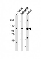 SRRT / ARS2 Antibody - All lanes: Anti-srrt Antibody (C-Term) at 1:2000 dilution. Lane 1: Zebrafish muscle lysates. Lane 2: Zebrafish lysates. Lane 3: Jurkat whole cell lysates Lysates/proteins at 20 ug per lane. Secondary Goat Anti-Rabbit IgG, (H+L), Peroxidase conjugated at 1:10000 dilution. Predicted band size: 103 kDa. Blocking/Dilution buffer: 5% NFDM/TBST.