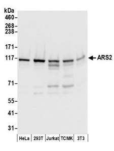 SRRT / ARS2 Antibody - Detection of human and mouse ARS2 by western blot. Samples: Whole cell lysate (50 µg) from HeLa, HEK293T, Jurkat, mouse TCMK-1, and mouse NIH 3T3 cells prepared using NETN lysis buffer. Antibodies: Affinity purified rabbit anti-ARS2 antibody used for WB at 0.1 µg/ml. Detection: Chemiluminescence with an exposure time of 3 seconds.