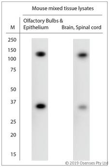 SRRT / ARS2 Antibody - WB on mouse tissue lysate. Blocking: 1% LFDM for 30 min at RT; primary antibody: dilution 1:1000 incubated at 4°C overnight.