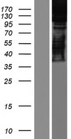 SRRT / ARS2 Protein - Western validation with an anti-DDK antibody * L: Control HEK293 lysate R: Over-expression lysate