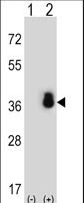 SRSF1 / SF2 Antibody - Western blot of SFRS1 (arrow) using rabbit polyclonal SFRS1 Antibody. 293 cell lysates (2 ug/lane) either nontransfected (Lane 1) or transiently transfected (Lane 2) with the SFRS1 gene.