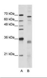SRSF1 / SF2 Antibody - A: Marker, B: HepG2 Cell Lysate.  This image was taken for the unconjugated form of this product. Other forms have not been tested.