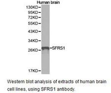 SRSF1 / SF2 Antibody - Western blot.
