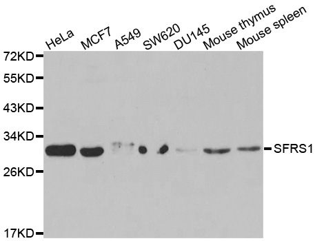 SRSF1 / SF2 Antibody - Western blot analysis of extracts of various cell lines, using SRSF1 antibody at 1:1000 dilution. The secondary antibody used was an HRP Goat Anti-Rabbit IgG (H+L) at 1:10000 dilution. Lysates were loaded 25ug per lane and 3% nonfat dry milk in TBST was used for blocking.