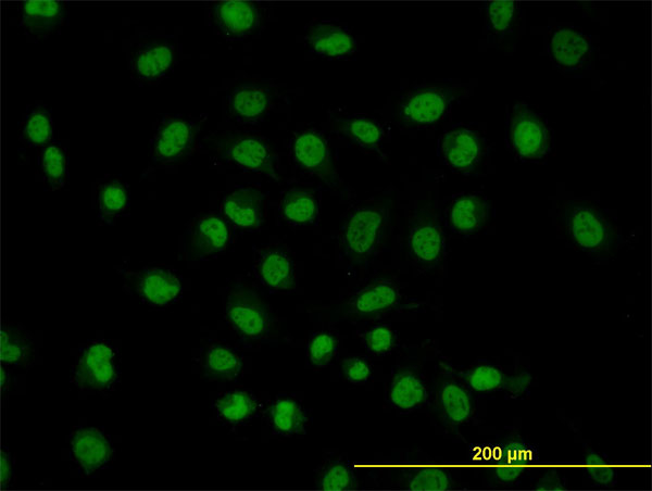 SRSF10 / FUSIP1 Antibody - Immunofluorescence of monoclonal antibody to FUSIP1 on HeLa cell. [antibody concentration 10 ug/ml]