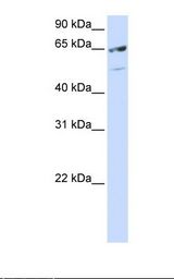 SRSF11 / SFRS11 Antibody - Hela cell lysate. Antibody concentration: 1.0 ug/ml. Gel concentration: 12%.  This image was taken for the unconjugated form of this product. Other forms have not been tested.