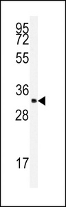 SRSF2 / SC35 Antibody - Western blot of anti-SFRS2 Antibody in K562 cell line lysates (35 ug/lane). SFRS2(arrow) was detected using the purified antibody.
