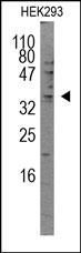 SRSF2 / SC35 Antibody - The SC35 Antibody is used in Western blot to detect SC35 in HEK293 cell lysate.