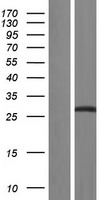 SRSF2 / SC35 Protein - Western validation with an anti-DDK antibody * L: Control HEK293 lysate R: Over-expression lysate