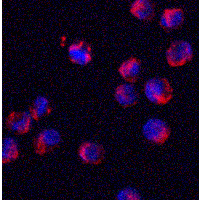 SRSF3 / SRP20 Antibody - Immunofluorescence of SRSF3 in K562 cells with SRSF3 antibody at 2 µg/mL.