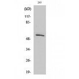 SRSF4 / SFRS4 Antibody - Western blot of SRp75 antibody