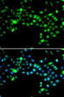 SRSF4 / SFRS4 Antibody - Immunofluorescence analysis of MCF7 cells.