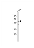 SRSF4 / SFRS4 Antibody - Anti-SRSF4 Antibody at 1:1000 dilution + HeLa whole cell lysates Lysates/proteins at 20 ug per lane. Secondary Goat Anti-Rabbit IgG, (H+L),Peroxidase conjugated at 1/10000 dilution Predicted band size : 57 kDa Blocking/Dilution buffer: 5% NFDM/TBST.