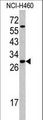 SRSF5 / SFRS5 Antibody - Western blot of SFRS5 antibody (Center Y85) in NCI-H460 cell line lysates (35 ug/lane). SFRS5 (arrow) was detected using the purified antibody.