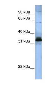 SRSF8 Antibody - SRSF8 / SFRS2B antibody western blot of 721_B cell lysate.  This image was taken for the unconjugated form of this product. Other forms have not been tested.