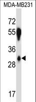SRSF8 Antibody - SFRS2B Antibody (N-term ) western blot of MDA-MB231 cell line lysates (35 ug/lane). The SFRS2B antibody detected the SFRS2B protein (arrow).