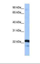 SRSF9 / SFRS9 Antibody - Placenta cell lysate. Antibody concentration: 1.0 ug/ml. Gel concentration: 12%.  This image was taken for the unconjugated form of this product. Other forms have not been tested.