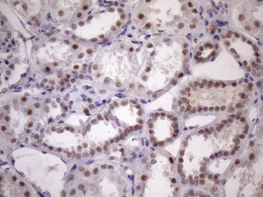SRSF9 / SFRS9 Antibody - IHC of paraffin-embedded Human Kidney tissue using anti-SRSF9 mouse monoclonal antibody. (Heat-induced epitope retrieval by Tris-EDTA, pH8.0)(1:150).