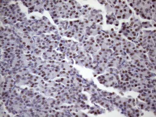 SRSF9 / SFRS9 Antibody - IHC of paraffin-embedded Human pancreas tissue using anti-SRSF9 mouse monoclonal antibody. (Heat-induced epitope retrieval by Tris-EDTA, pH8.0)(1:150).