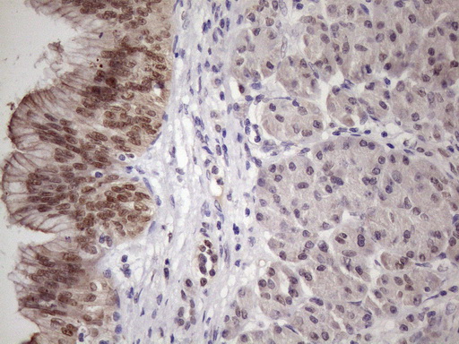 SRSF9 / SFRS9 Antibody - IHC of paraffin-embedded Human pancreas tissue using anti-SRSF9 mouse monoclonal antibody. (Heat-induced epitope retrieval by 1 mM EDTA in 10mM Tris, pH8.5, 120°C for 3min)(1:150).